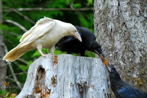 camelsandfriends:Young ravens. One exhibiting a rare mutation.