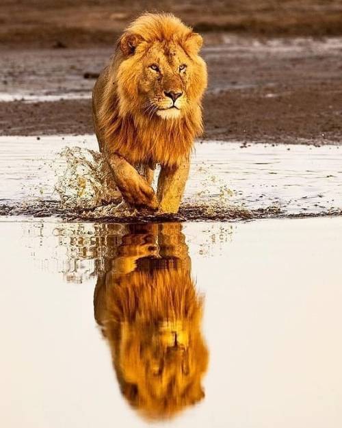 Photo by @ahmad.alessa Reflection Of Lion In Water… # #Wild #Lion #Nature #Wildlife #Tanzania