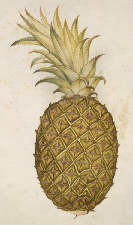 Pineapple - leaf from a volume associated with John White - c. 1593 - via British Museum