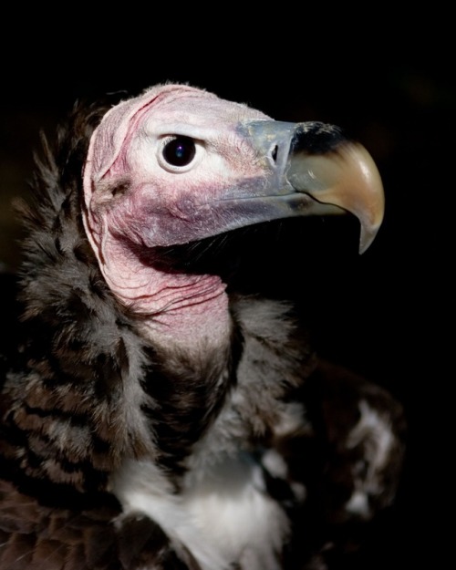 LAPPET-FACED VULTURE(Torgos tracheliotus)tnt.dc, 2007. “Lappet-Faced Vulture”Maryland Zoo, Baltimore