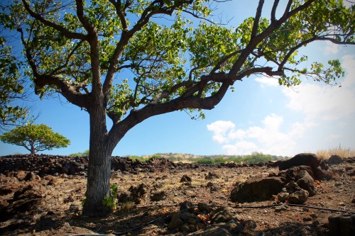 Lakapahi State Historical Park, North Kohala District, Big Island, HI // 30.1.16