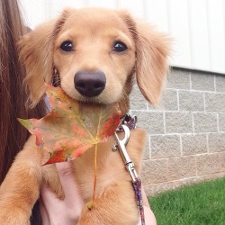 awwww-cute:  Happy first day of fall! 