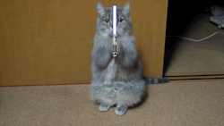 mehgehd:  May the 4th be with you cat. 