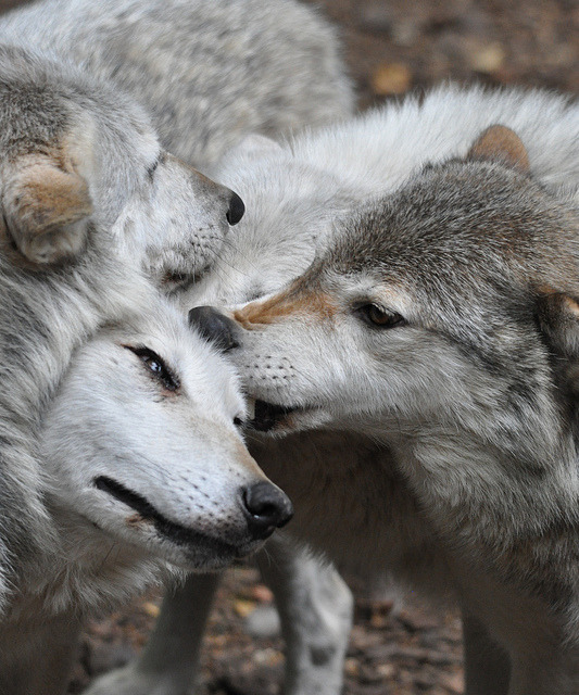 dauntingwilderness:Canadian Timber Wolf - Canis lupus by Rob Lovesey on Flickr.