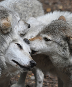 dauntingwilderness:Canadian Timber Wolf -