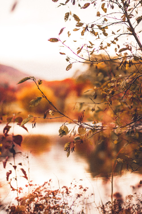 There My Heart Lays Sweetly In The Velvet Moor // Part 1
