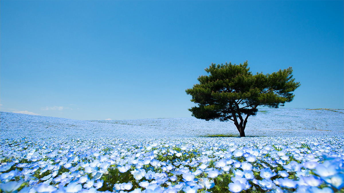 itscolossal:  A Sea of 4.5 Million Baby Blue Eye Flowers in Japan’s Hitachi Seaside