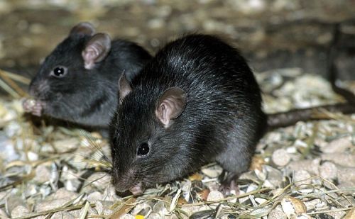 ainawgsd: The black rat (Rattus rattus), also known as ship rat, roof rat, or house rat—is a common 