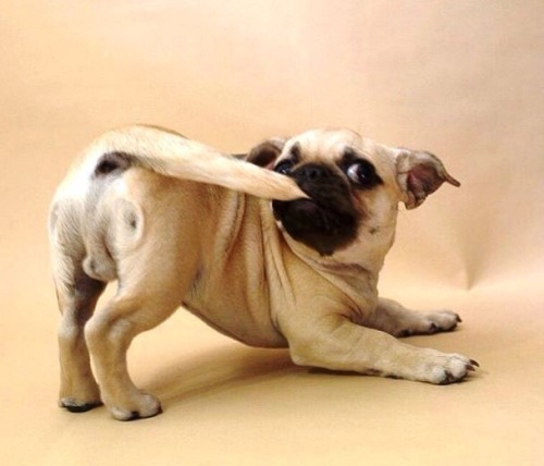 pugs are weird