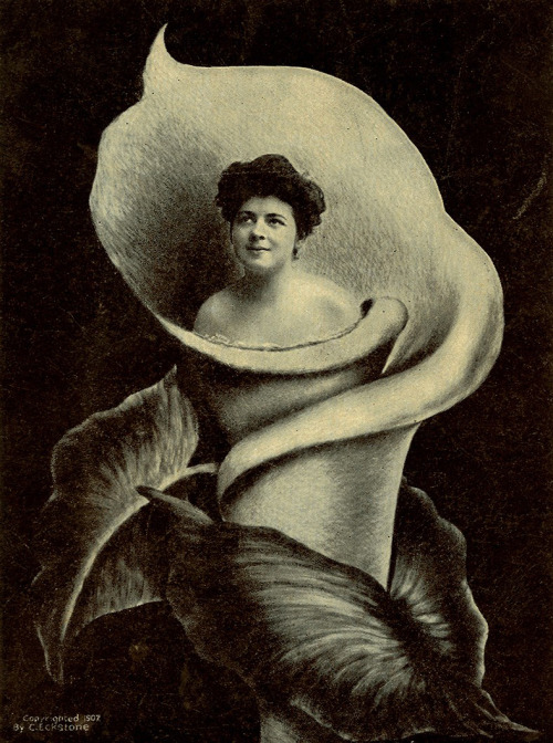 les-sources-du-nil:  C. Eckstone “A Western Lily”, Vintage Postcard, 1907 