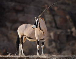 llbwwb:  Namibian Oryx by David Lloyd