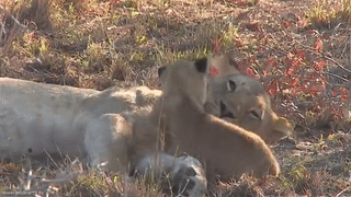 cerulean-leopardess: sixpenceee:  When a woman was filming lions in the Djuma Game