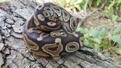 thehappyherpetologist:Bartnersnar says: *smol blep*What a beautiful cinnamon child.