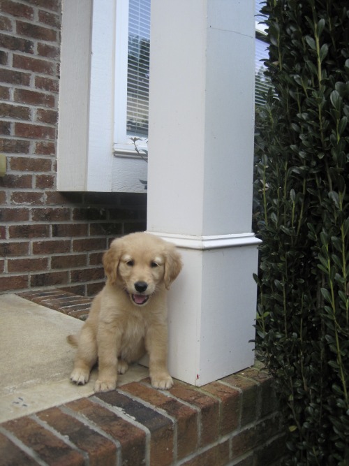 guidedogintraining:
“ 11 months of Stella.
2 months old to 13 months old.
”