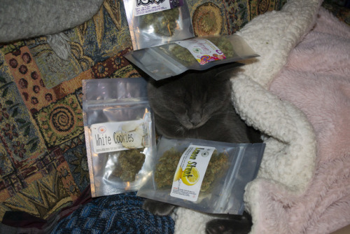 kushcaptaiin:Sleepy kitty &amp; some kush.