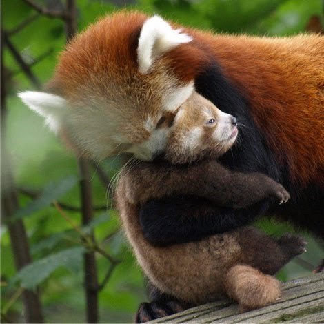 jaaaaaaaaaackfrost:  all i want in life is to be hugged by a red panda  i mean look