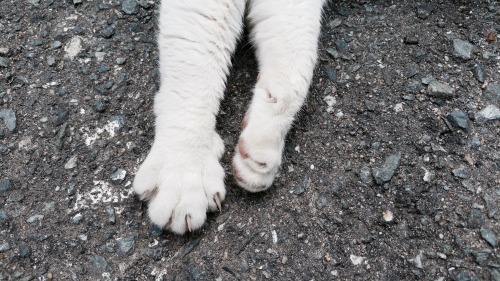 criminallyobscene: 相島の猫たちPaws from Ainoshima (Cat Island)Japan, 2016 100% pure content