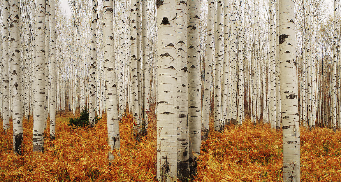 mypoisonoak:  fall fall fall please stay and never leave again! 