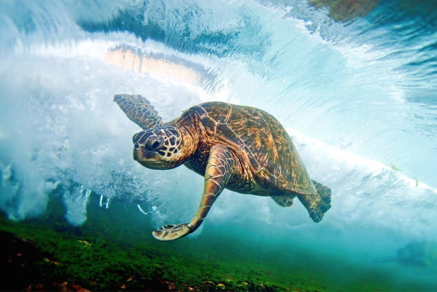 nubbsgalore:  endangered hawaiian green sea turtle (or honu in hawaiian) swimming