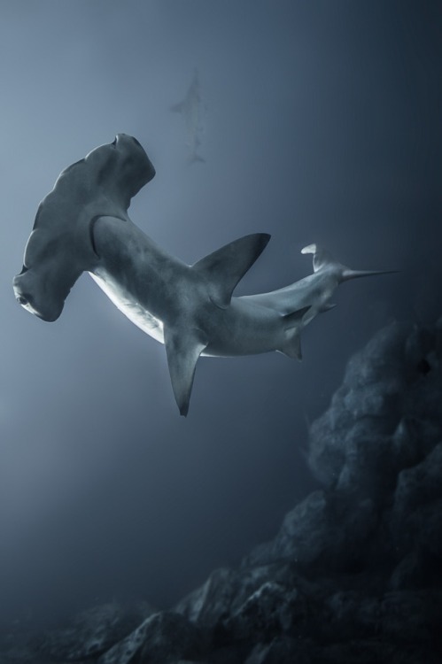 Sex heaven-ly-mind:   Hammerhead Shark by Rick pictures