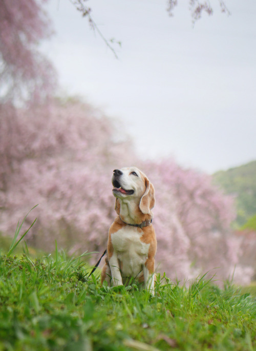 Porn Pics gdmtblr:The Breath of SpringWeeping cherry