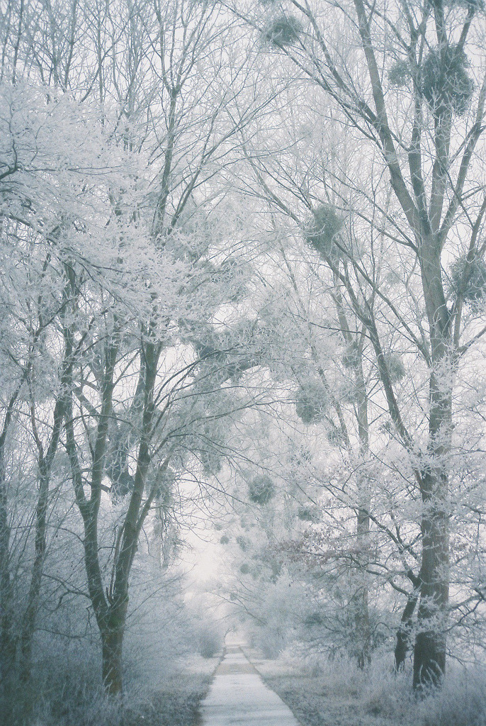 abiotic:  Frozen World 