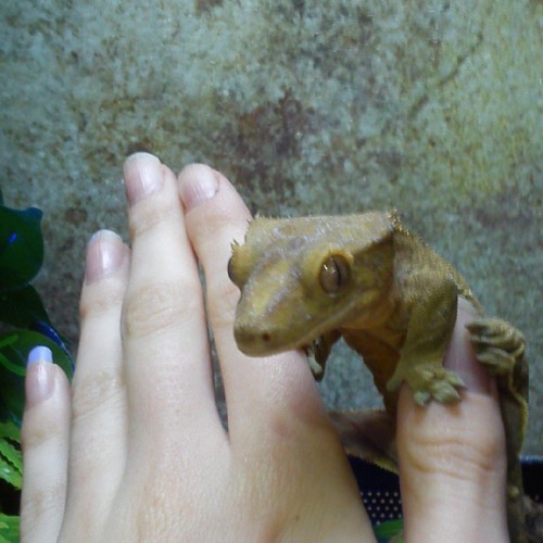 #crested #gecko #playtime