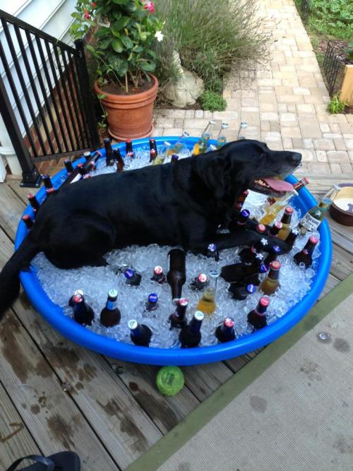 weaponsgoddess:Dog days of summer…