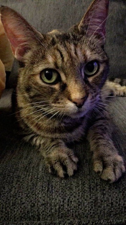 all-my-wonderful-animals:Love Wendy’s green eyes