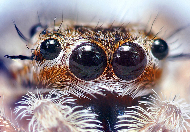 wondrousalice:  Microphotography of spiders being cute. 