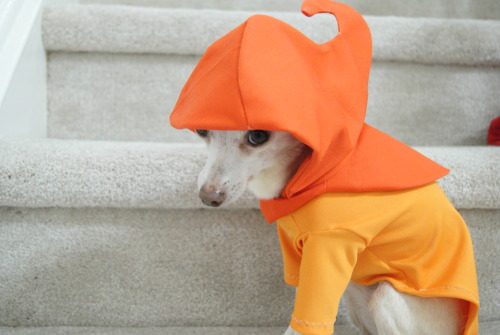 vintage-aerith: fan-troll: recrdchaosknightoftime: so, I dressed my dog up as Rose Lalonde. and what