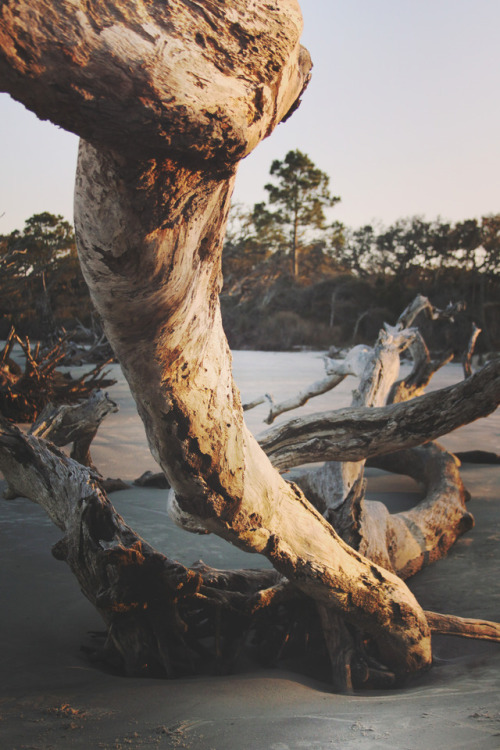 lemographie:Driftwood Beach Jekyll Island, GA Instagram | Website 