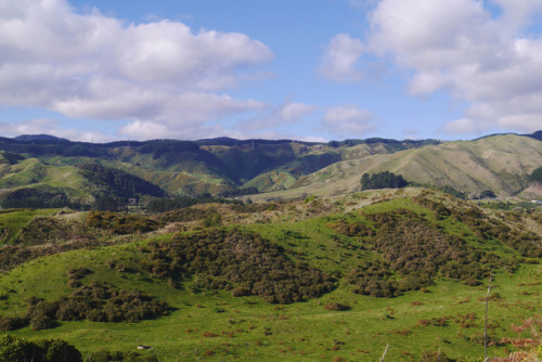 20190626 - Queen Elizabeth Park, Paekakariki