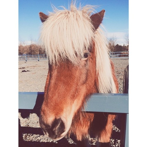 Icelandic horse.