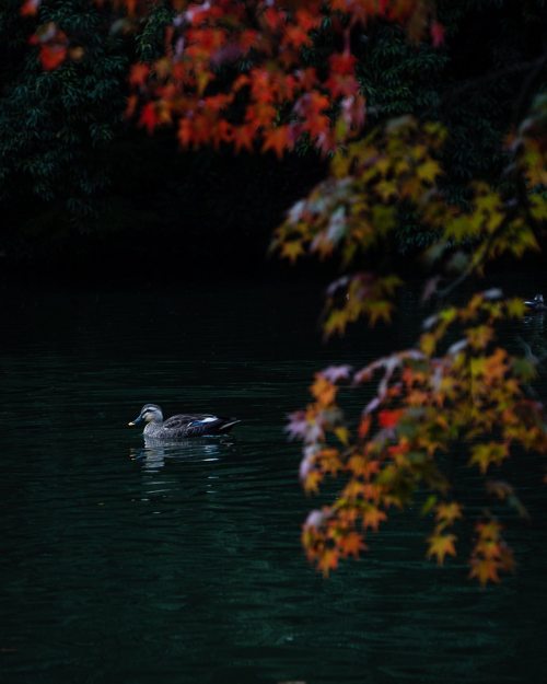 一生懸命紅葉を撮ってたのに、すーいとひと掻きで美味しいとこを持っていくカモさんDuck swimming between maple branches..#鴨 #カルガモ ？ #紅葉 #autumnl