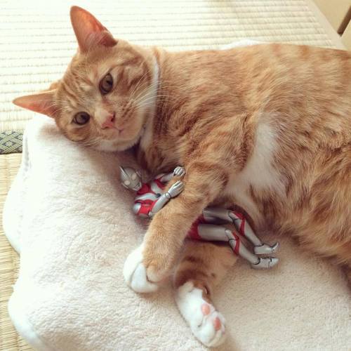 catsbeaversandducks:  When Ultraman isn’t fighting bad guys, he’s also got a softer side, willing to stand guard over some of the littlest, furriest ones on the planet and protect them as they grow up. Photos by 紙魚丸 - via Love Meow   omg!