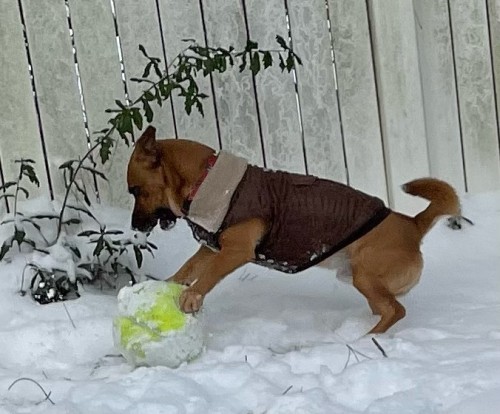 Javert is happy, too! Not sure what he loves more today, his ball or the snow! Ha, now it’s a “snowb