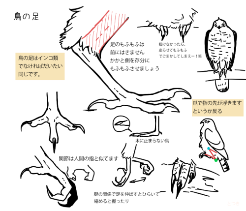 digiartlab: 鳥やタカを描いてみよう How to Draw Birds 