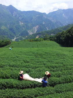 tomintaiwan:  collecting tea in Alishan, Taiwan 