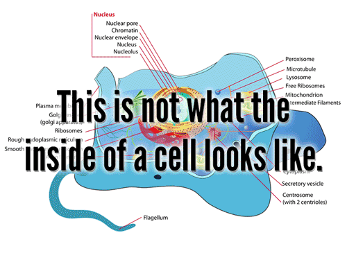 jtotheizzoe:  Just a reminder that a cell is not a bag of water, but rather a crowded