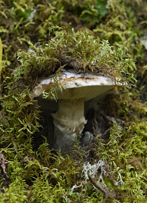 haleycrozier:Mushrooms of Mount Robson IVHaley Crozier