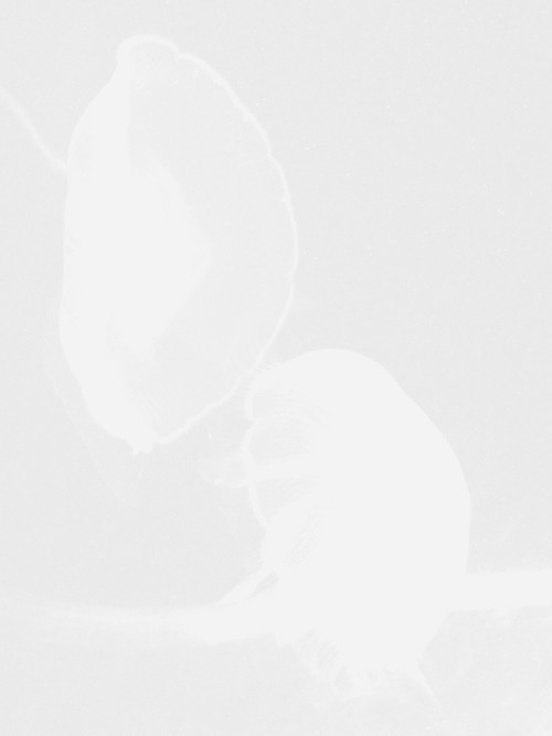 purewhites:  White as snow, pale blog x  