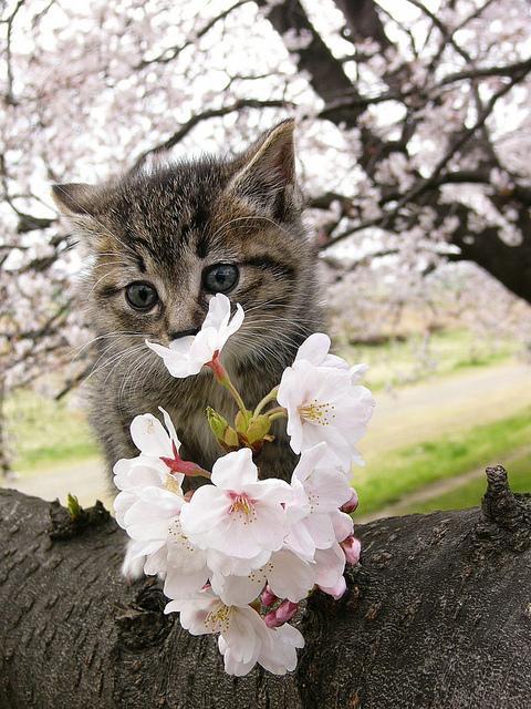 mamasam: dojiahol735: (〓 たんねる 〓 黄金のコラボ！　桜と猫の美しすぎる画像集から) THEY LOOK SO HAPPY TO HAVE FLOWERS YAAAAAAY