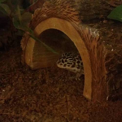 The cutest little jelly bean that ever did live #petstagram #leopardgecko