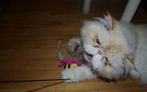 lucifurfluffypants:I am the BUG SLAYER!