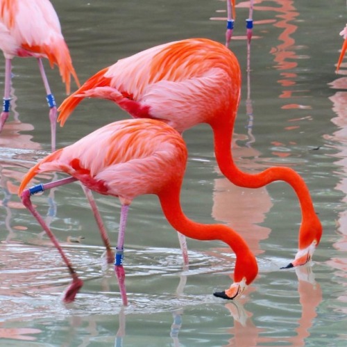 Caribbean flamingos at the Dallas Zoo show off for potential #suitors with a synchronized “fal