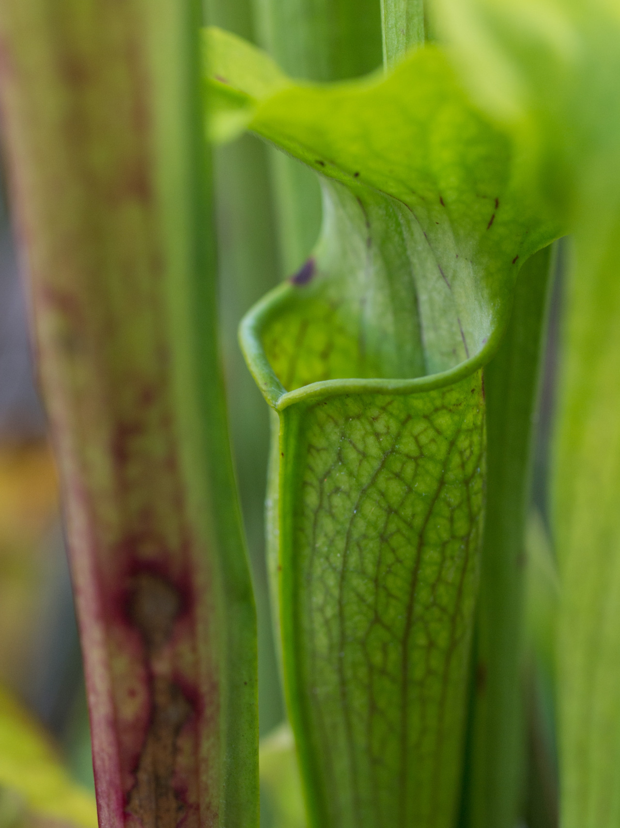 wire-man:  Fall pitchers on my Sarracenia.  Top to bottom: -S. alata Tyler County,