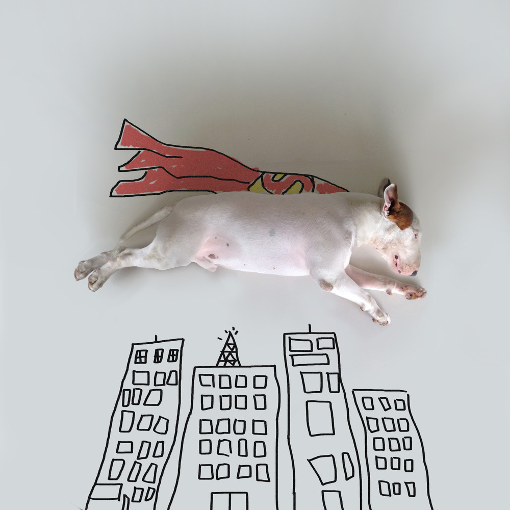 huffingtonpost:Dog Owner Draws His Bull Terrier Into The Kind Of Adventures A Dog