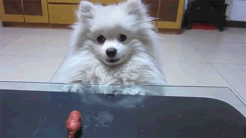 XXX pleatedjeans:  adorable dog wants sausage photo