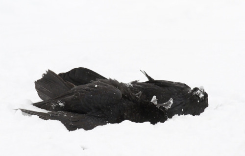 Porn ravensbeak: Playful Ravens by Mika Honkalinna photos